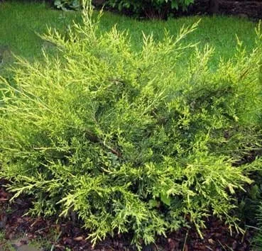 Можжевельник китайский Kuriwao gold