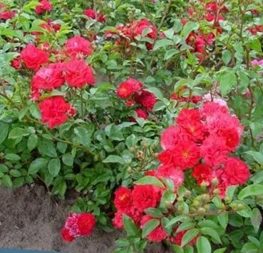 Почвопокровная роза The fairy red (rote the fairy)