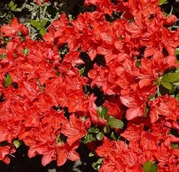 Азалия японская (в/з) Geisha orange