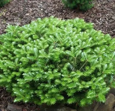 Пихта корейская Green carpet