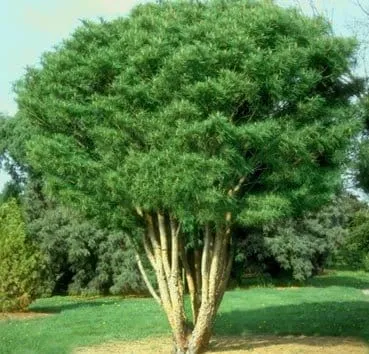 Сосна густоцветная Umbraculifera