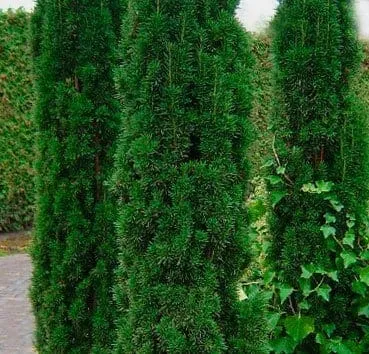Тис ягодный Fastigiata robusta