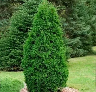 Туя западная Rosenthalii