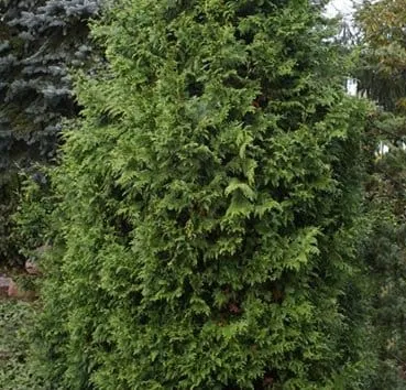 Туя складчатая Kornik