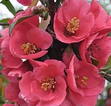 Айва японская Pink lady
