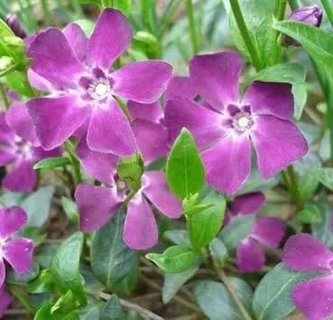 Барвинок малый Atropurpurea