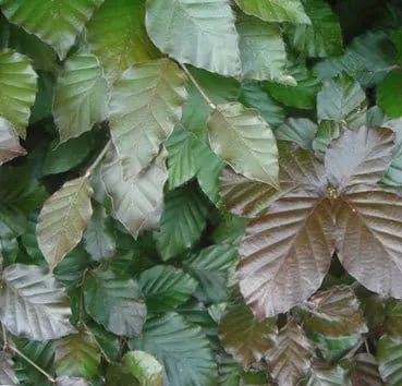 Бук лесной Atropunicea (purpurea)