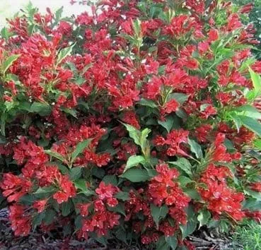 Вейгела All summer red