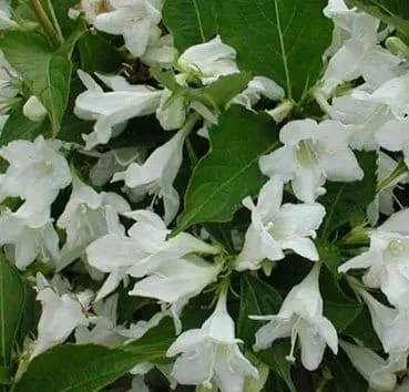 Вейгела Candida