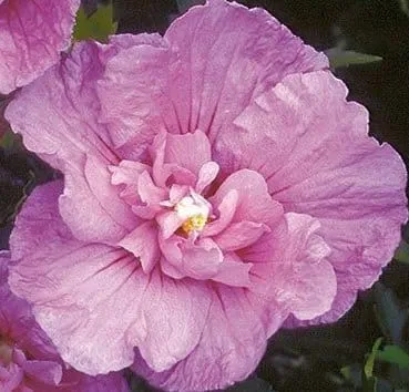 Гибискус сирийский Lavender chiffon