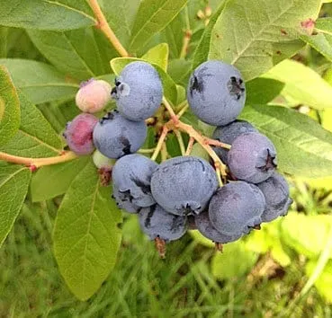 Голубика высокорослая Bluecrop