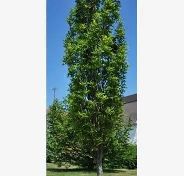 Дуб болотный Green pillar