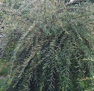 Ива пурпурная Pendula