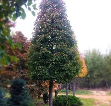 Липа мелколистная Greenspire