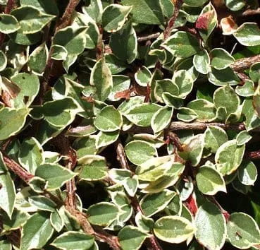 Кизильник горизонтальный Variegata