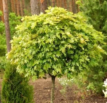 Клен остролистный Globosum select