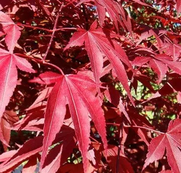 Клен пальмолистный Atropurpureum