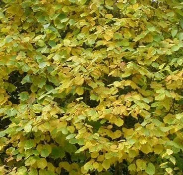 Лещина обыкновенная Aurea