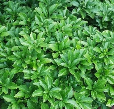 Пахисандра верхушечная Green carpet