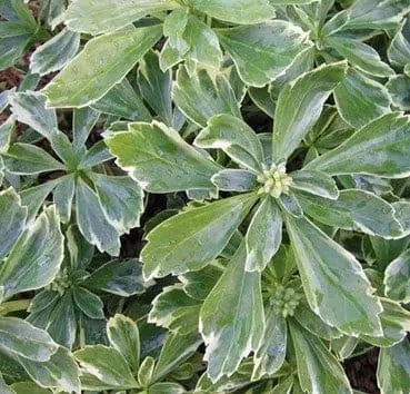Пахисандра верхушечная Variegata