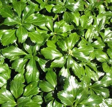 Пахисандра верхушечная Green sheen