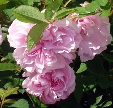Роза дамасская Blush damask