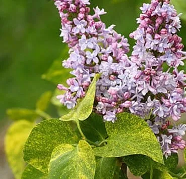 Сирень обыкновенная Aucubaefolia
