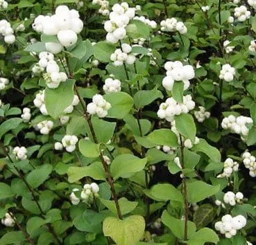 Снежноягодник доренбоза White hedge