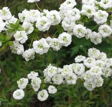 Спирея сливолистная (Prunifolia)