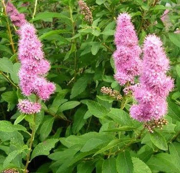 Спирея иволистная (Salicifolia)