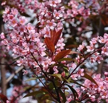 Черемуха Colorata