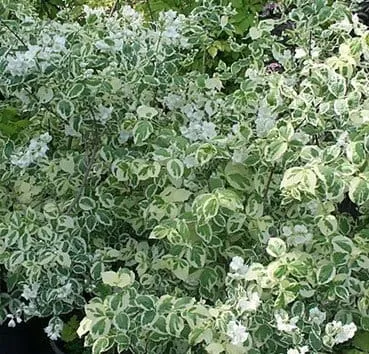 Чубушник Variegatus