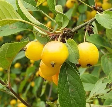 Яблоня Yellow siberian