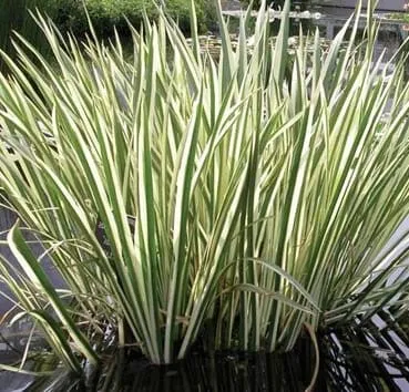 Аир болотный Variegata