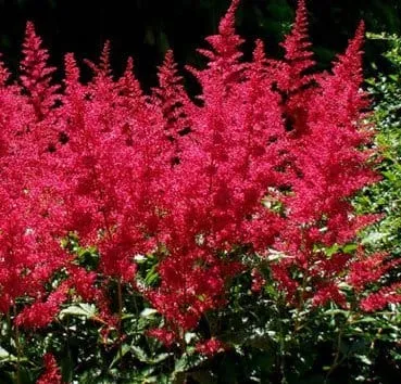 Астильба арендса Burgundy red