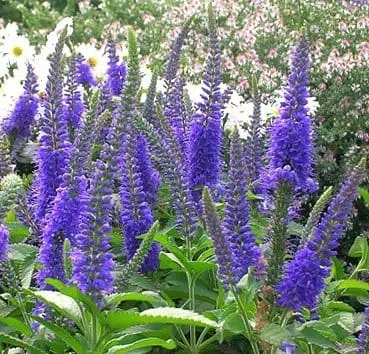 Вероника длиннолистная Blauriesin