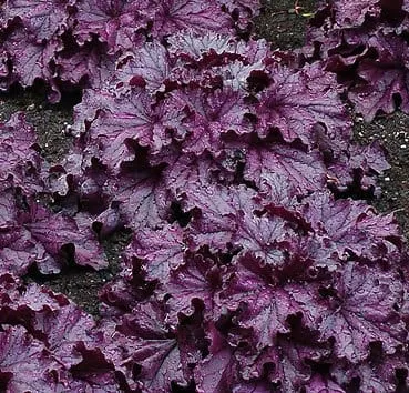 Гейхера Forever purple