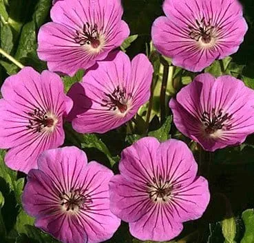 Герань гибридная Pink penny