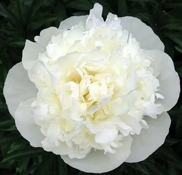 Пион молочноцветковый Duchesse de nemours