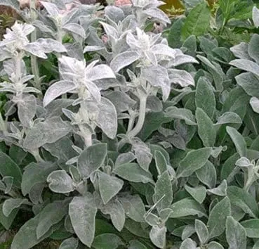 Чистец шерстистый Silver carpet