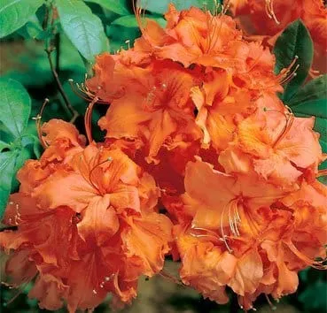 Азалия крупноцветковая Gibraltar