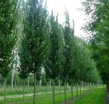 Вяз Columella
