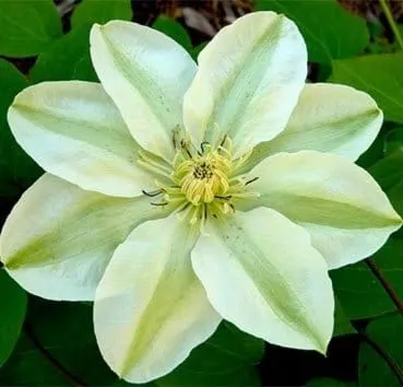 Клематис Guernsey cream