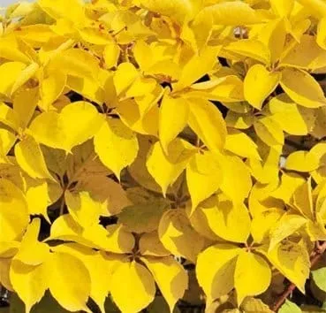 Виноград девичий пятилисточковый Yellow wall