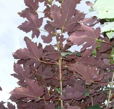 Клен ложноплатановый Atropurpureum