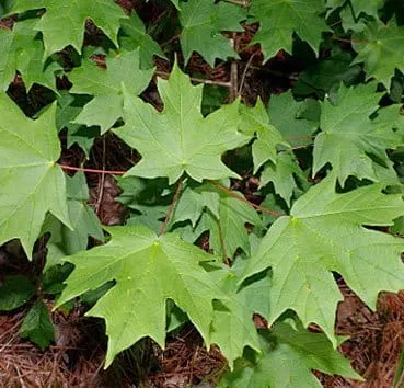 Клен сахарный (Saccharum)