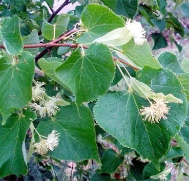 Липа мелколистная (сердцевидная)