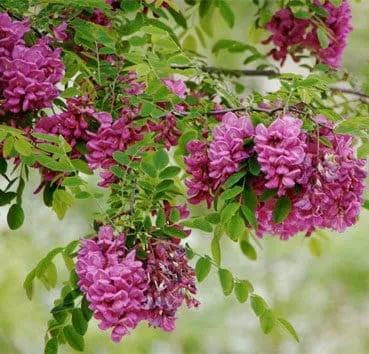 Робиния лжеакация Pink cascade