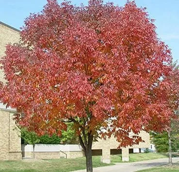 Ясень американский Autumn purple