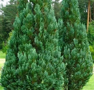 Кипарисовик лавсона Columnaris (колумнарис)